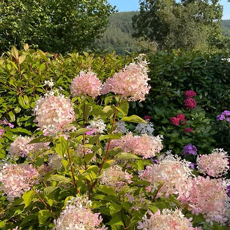 Buntspecht * باد ويلباد