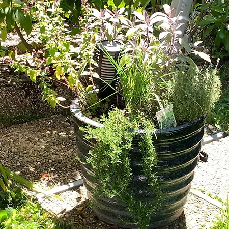 Buntspecht شقة باد ويلباد