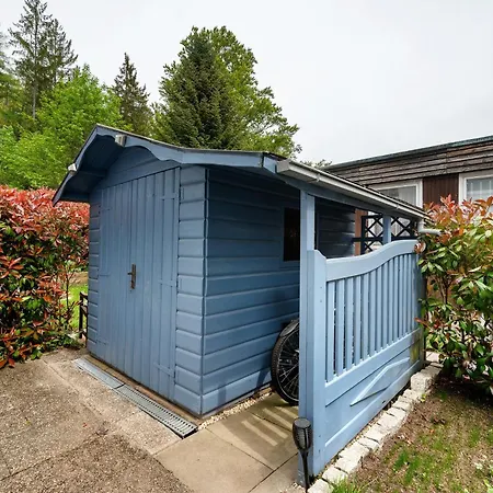 Buntspecht Daire Bad Wildbad
